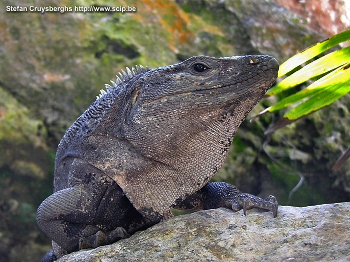 Tulum - Iguana  Stefan Cruysberghs